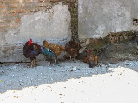 Hen and rooster Stock Photos