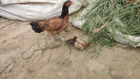 A hen and some chicks are feeding 库存影片 235585241