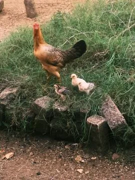 Hen and three chicks 스톡 사진