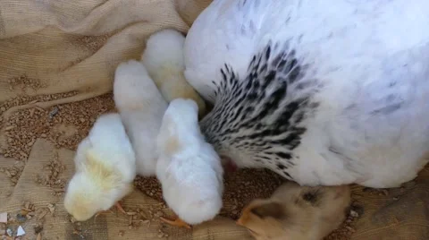 Hen and two day old chicks eat food together Stock Footage 64395399