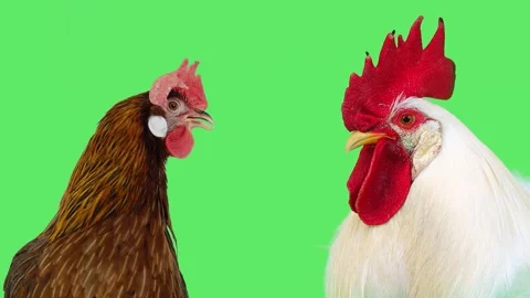 Hen and white rooster with ambient natural sound on green screen. Stock Footage 338226873