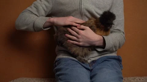 Hen is in the arms of the owner. Stock Footage 260819791
