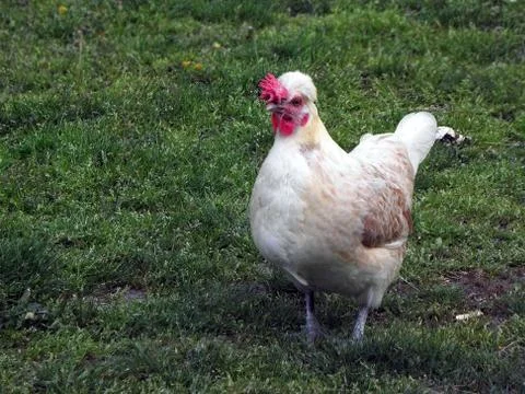 The hen around the house. Stock Photos