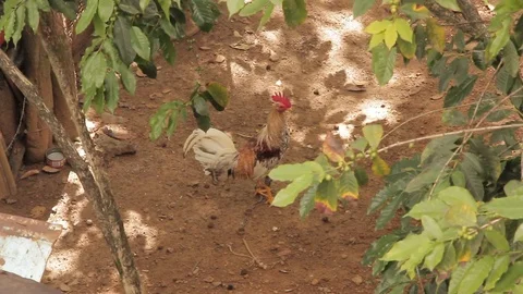 Hen in the backyard of a very poor area of Cali, Colombia Stock Footage 88375115