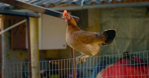 Hen balancing on wire mesh fence in farmyard Stock Photos
