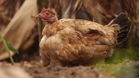 Hen with bald neck protecting it babies Stock Footage 172084170
