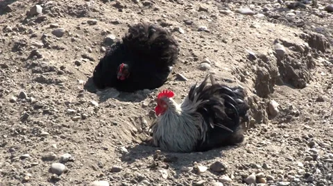 Hen bathe in the sand Stock-Footage 36544333