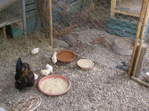 Hen bird with chicks Foto stock
