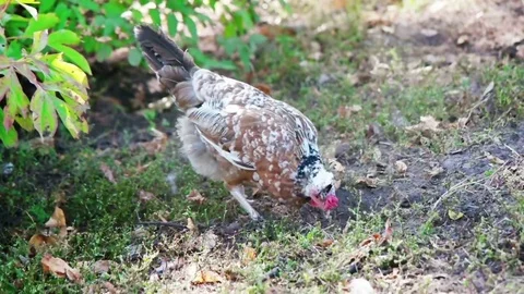 Hen  bites on the ground Stock-Footage 80492593