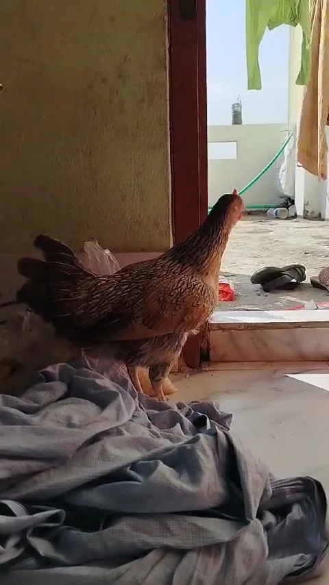 Hen breathing seen Video stock 293758509