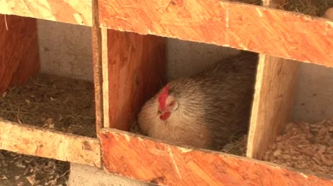 Hen brooding in chicken coop 스톡 동영상 47878397