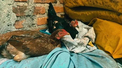 Hen Brooding Eggs in a Rustic Nest Video stock 320329478