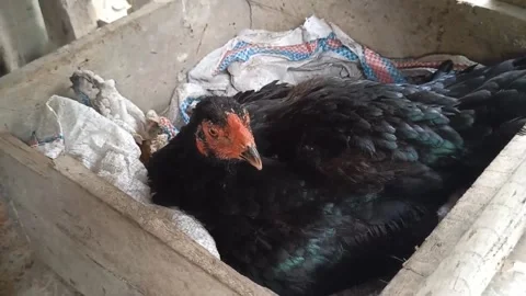 The hen is brooding Stock Footage 219906921