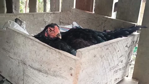 The hen is brooding Stock Footage 219906927