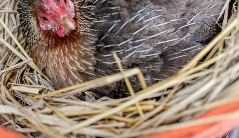 A hen is brooding her chicks and eggs in a straw nest. Stock Photos