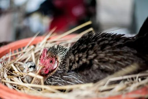 A hen is brooding her chicks and eggs in a straw nest. Stock Photos