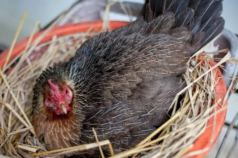A hen is brooding her chicks and eggs in a straw nest. Stock Photos