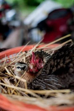 A hen is brooding her chicks and eggs in a straw nest. Stock Photos