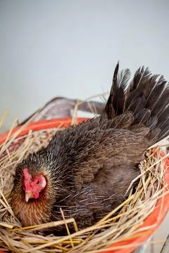 A hen is brooding her chicks and eggs in a straw nest. Foto stock