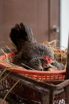 A hen is brooding her chicks and eggs in a straw nest. Stock Photos