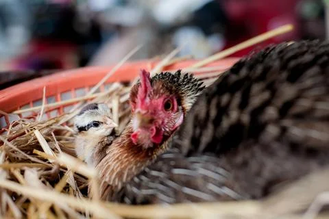 A hen is brooding her chicks and eggs in a straw nest. Stock Photos