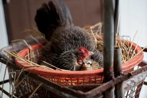 A hen is brooding her chicks and eggs in a straw nest. Stock-Fotos