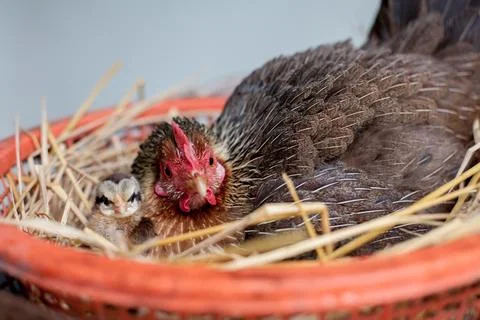 A hen is brooding her chicks and eggs in a straw nest. Stock-Fotos