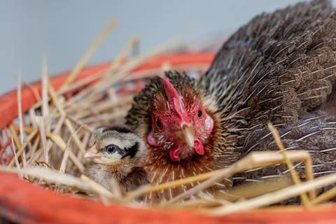 A hen is brooding her chicks and eggs in a straw nest. Foto stock