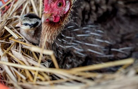 A hen is brooding her chicks and eggs in a straw nest. Stock Photos