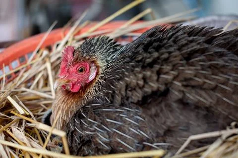 A hen is brooding her chicks and eggs in a straw nest. 스톡 사진