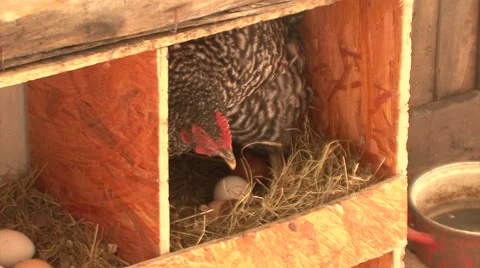 Hen broods, crowing is heard Stock-Footage 47878320