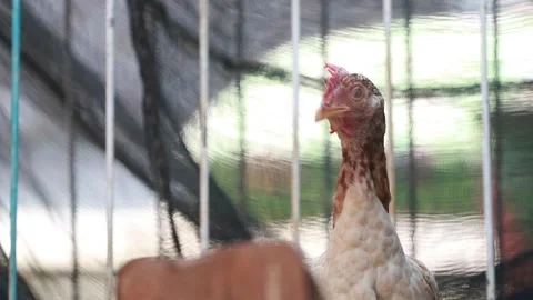 A hen, brown Stock Footage 178397033