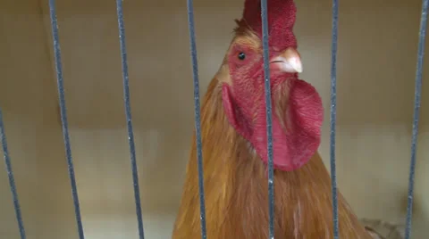 Hen in a cage Stock Footage 39858338