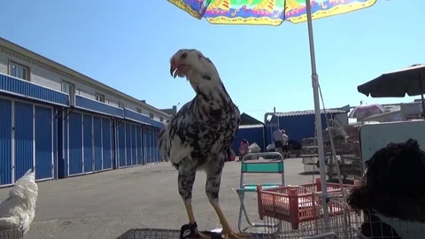 The hen is on the cage Stock Footage 80958428