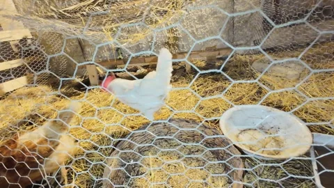 Hen in the cage at night 스톡 동영상 297576113