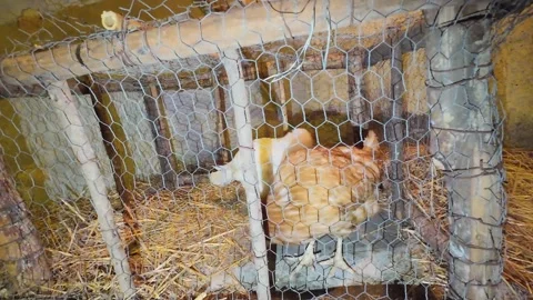 Hen in the cage at night Vidéo 297577994