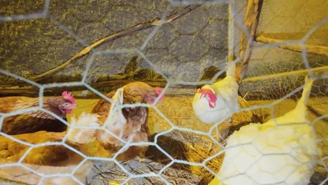 Hen in the cage at night 스톡 동영상 297589389