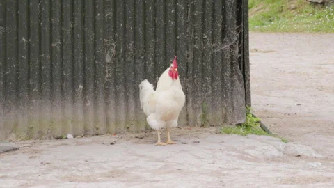 Hen calling out on a farm Stock Footage 242800773