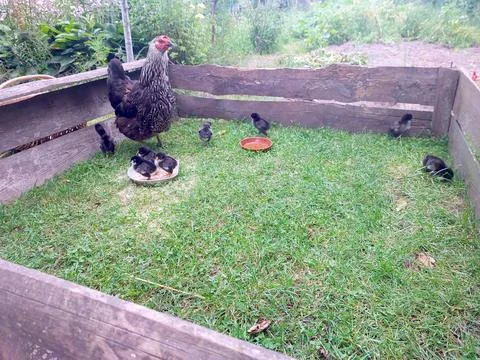 Hen Caring for Her Fluffy Chicks in a Grassy Pen During the Warm Afternoon .. Stock Photos