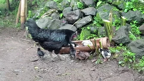 Hen &amp; Chick Stock Footage 233996748