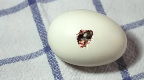 A hen chick inside the egg to be born Stock Footage 62738781