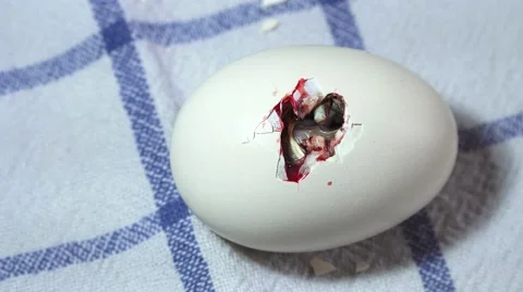 A hen chick inside the egg to be born Stock Footage 62738795