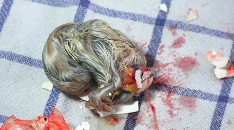 A hen chick inside the egg to be born Stock Footage 62739488