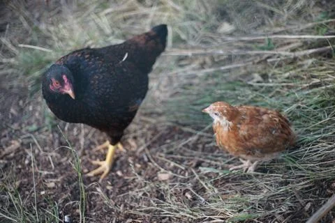 Hen with chick Stock Photos