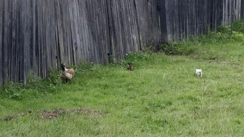 Hen with chicken eats green grass near a wooden fence Stock Footage 78221422