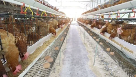 Hen, Chicken eggs and chickens eating food in farm. Stock Footage