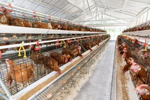 Hen, Chicken eggs and chickens eating food in farm. Stock Photos