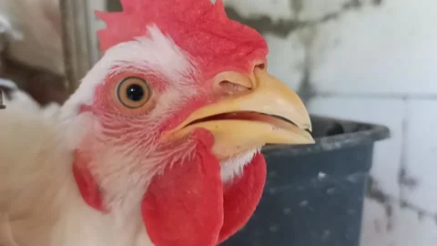 Hen Chicken face close up Stock Footage 197791430