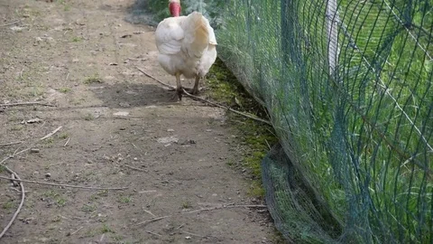 Hen chicken in farmyard Video stock 75645968