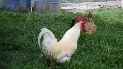 Hen chicken in farmyard Video stock 75646161